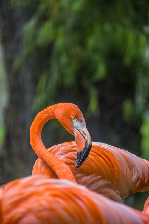Free Close-up of striking American Flamingos showcasing vivid plumage in Sopo, Colombia. Stock Photo