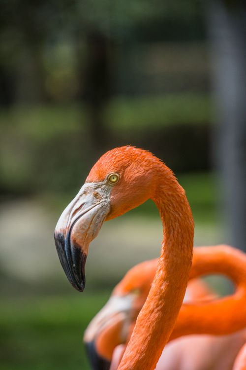 Free Detailed close-up of a flamingo's head captured in Sopo, Colombia. Stock Photo