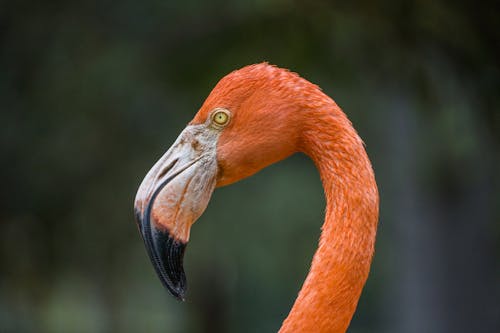American Flamingo in Close Up