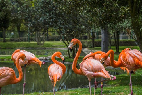 American Flamingos by Pond