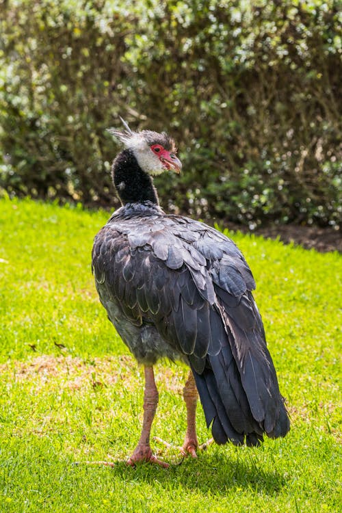 Northern Screamer Bird