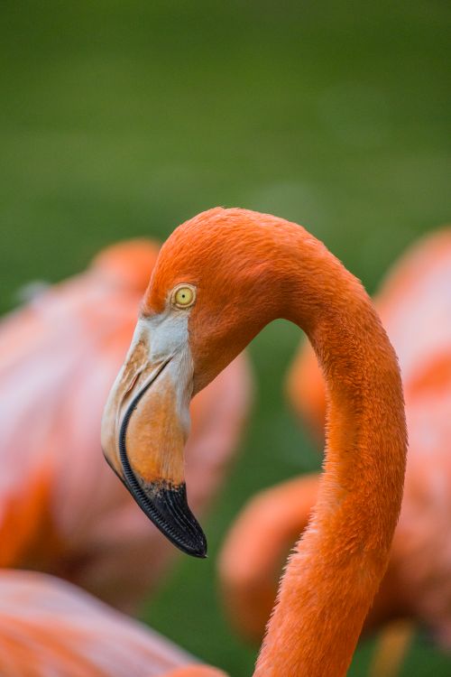 Free Captivating close-up of an American Flamingo in Sopo, Colombia, showcasing vibrant plumage. Stock Photo