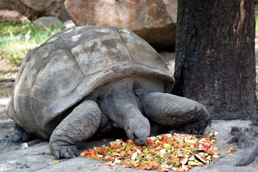 A Galapagos tortoise eating a mix of fruits and vegetables outdoors.