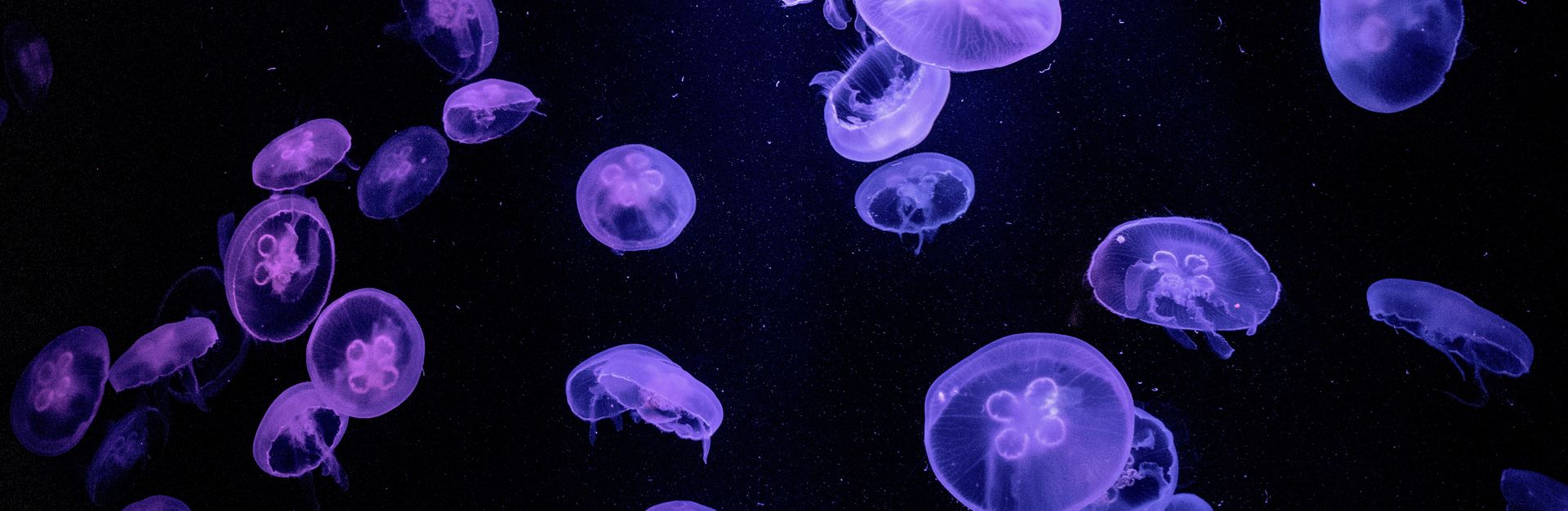 Mesmerizing purple jellyfish swimming in Dubai's underwater aquarium.