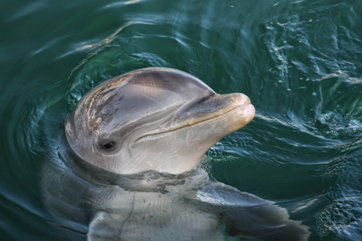 A vivid close-up of a dolphin's head emerging from the water, showcasing its natural curiosity.