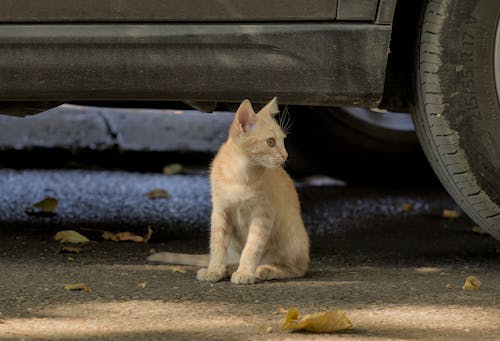 ショウガ, ネコ, 動物の写真の無料の写真素材