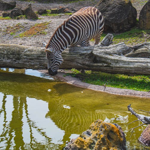 Gratis lagerfoto af striber, zebra