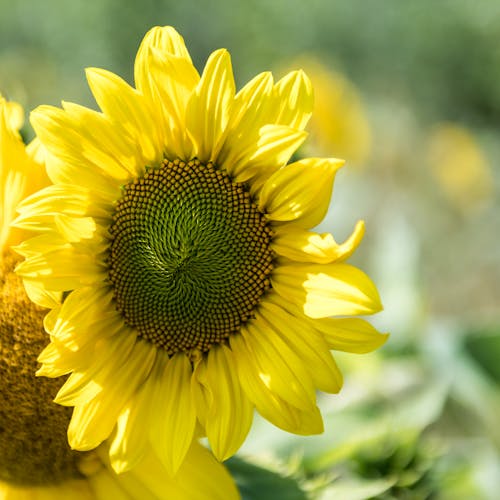 Yellow Sunflower Flower