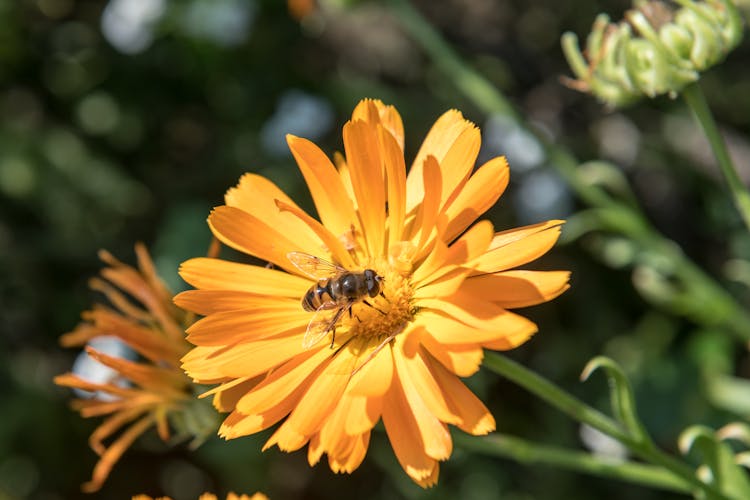 Bee On Yellow Flower