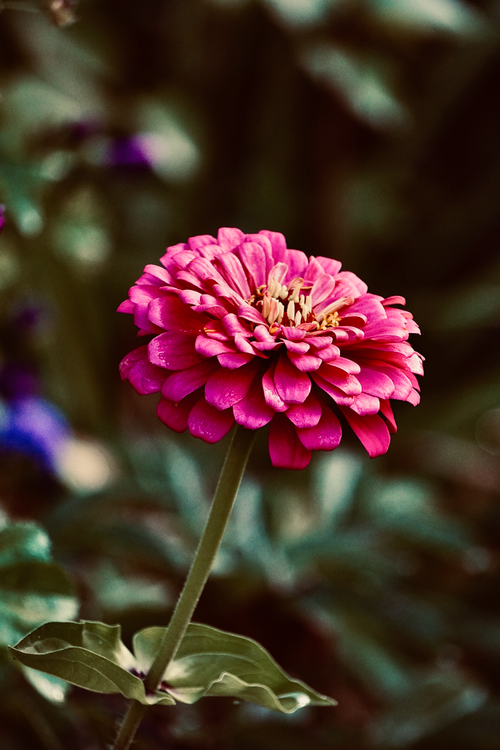 Free Close-up of a vibrant pink zinnia in full bloom showcasing detailed petals. Stock Photo
