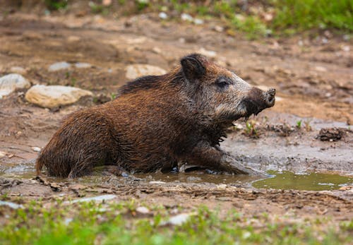 Free stock photo of animals, boar, mud