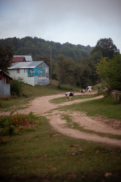 Ingyenes stockfotó farm, földes út, függőleges lövés témában