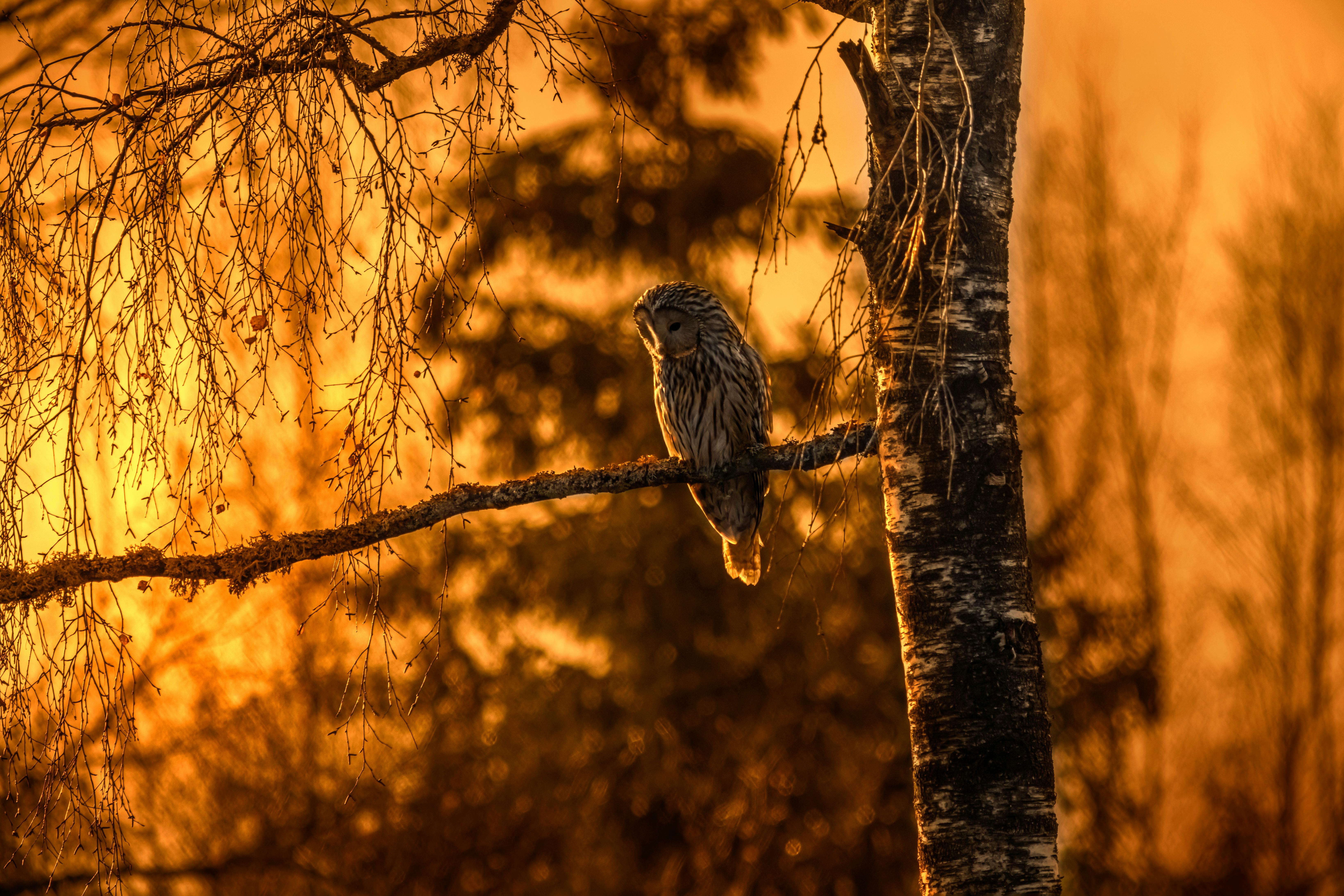 a bird is perched on a branch in front of a sunset