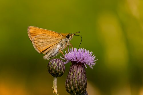 Free Close-up of a Skipper butterfly perched on a purple thistle flower, natural setting. Stock Photo