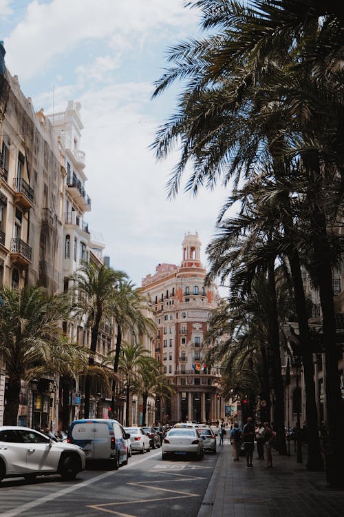 Palm Trees on a City Street 
