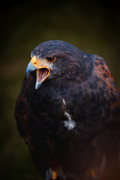 Close up of a Harriss hawk