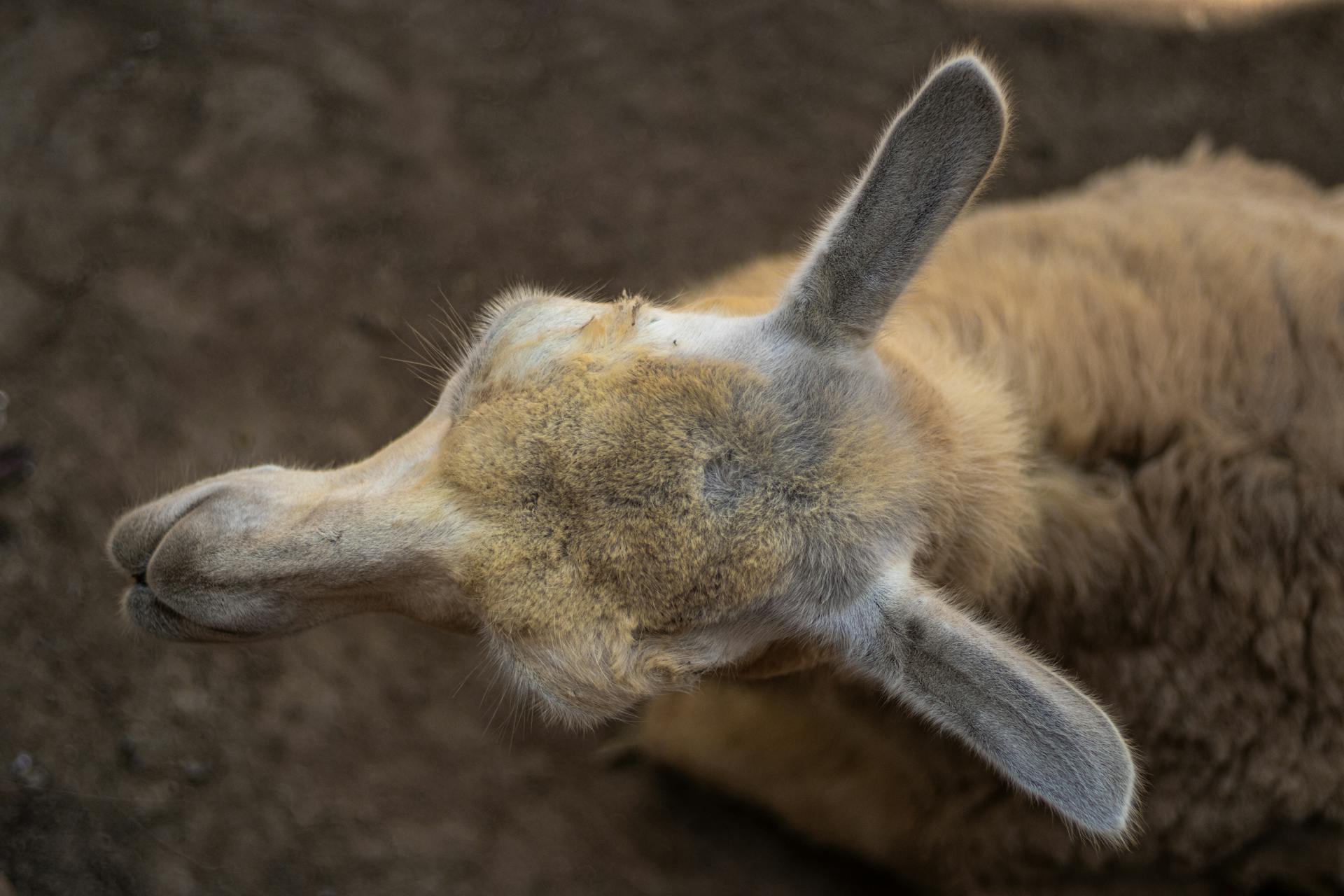 Overhead shot of a llama from above, showcasing its snout and ears against the earthy ground.