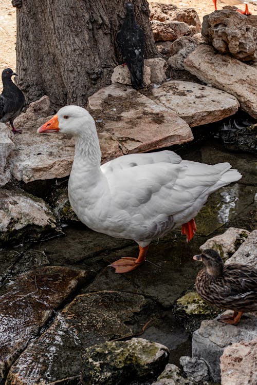 A white duck standing in a stream of water