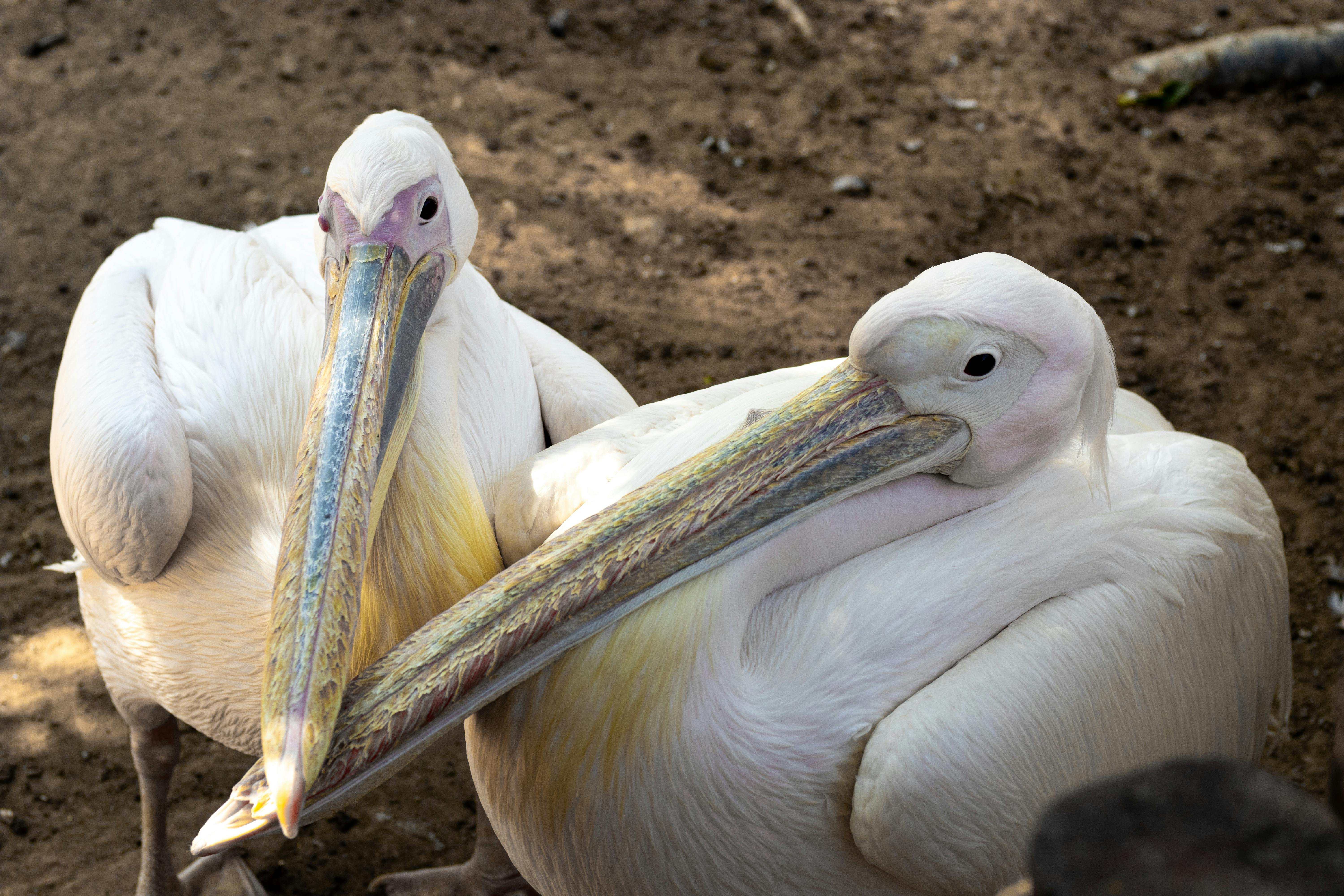 two pelicans are standing next to each other