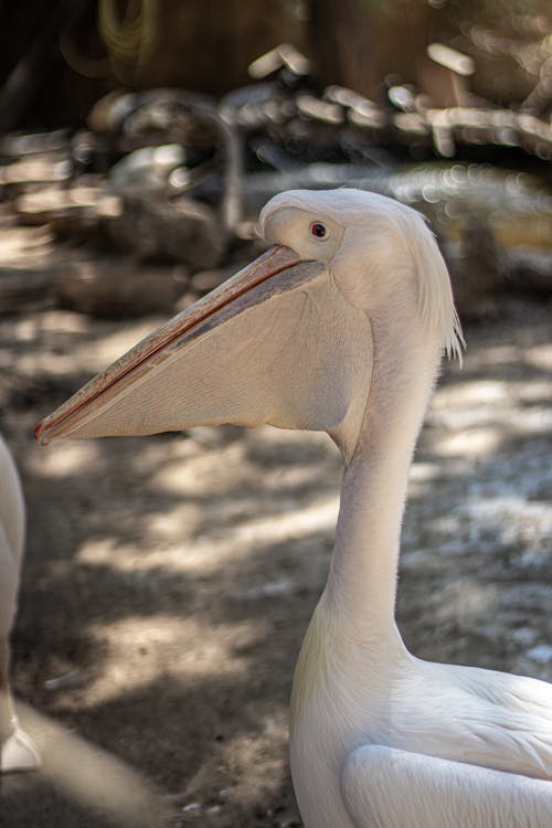 A pelican with a long beak and a long neck