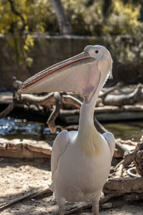 A pelican with a long beak standing in a zoo