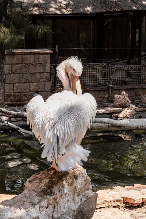 A pelican sitting on a rock in a zoo