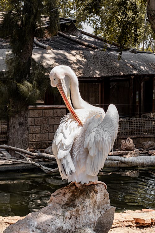 A pelican is sitting on a rock in the zoo