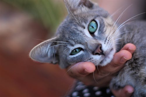 Δωρεάν στοκ φωτογραφιών με Γάτα, πρόσωπο γάτας