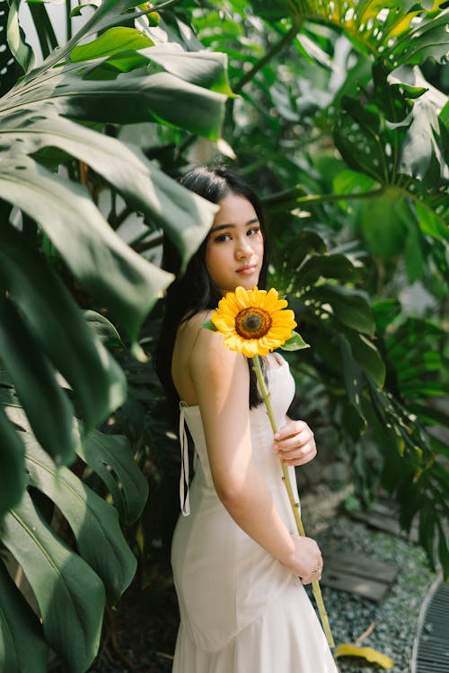 Imagine de stoc gratuită din delicat, femeie, floarea-soarelui