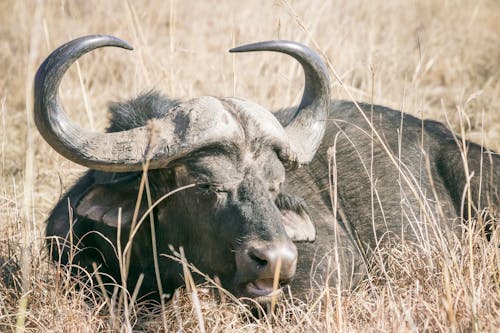 Resting African Buffalo