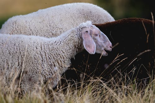 Black and White Sheep on Pasture