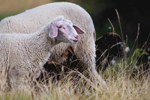 Free Close-up of sheep grazing in a vibrant green meadow, showcasing rural life. Stock Photo