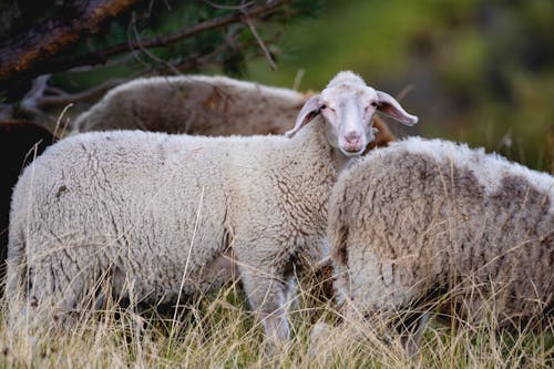 Standing Sheep Grazing on Meadow