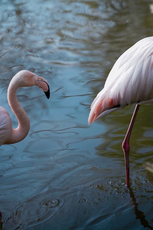 Free Two elegant flamingos wading in serene water, showcasing their natural beauty and distinctive features. Stock Photo