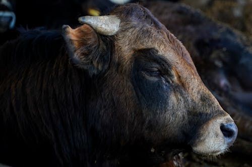 Kostenloses Stock Foto zu augen geschlossen, horn, kopf