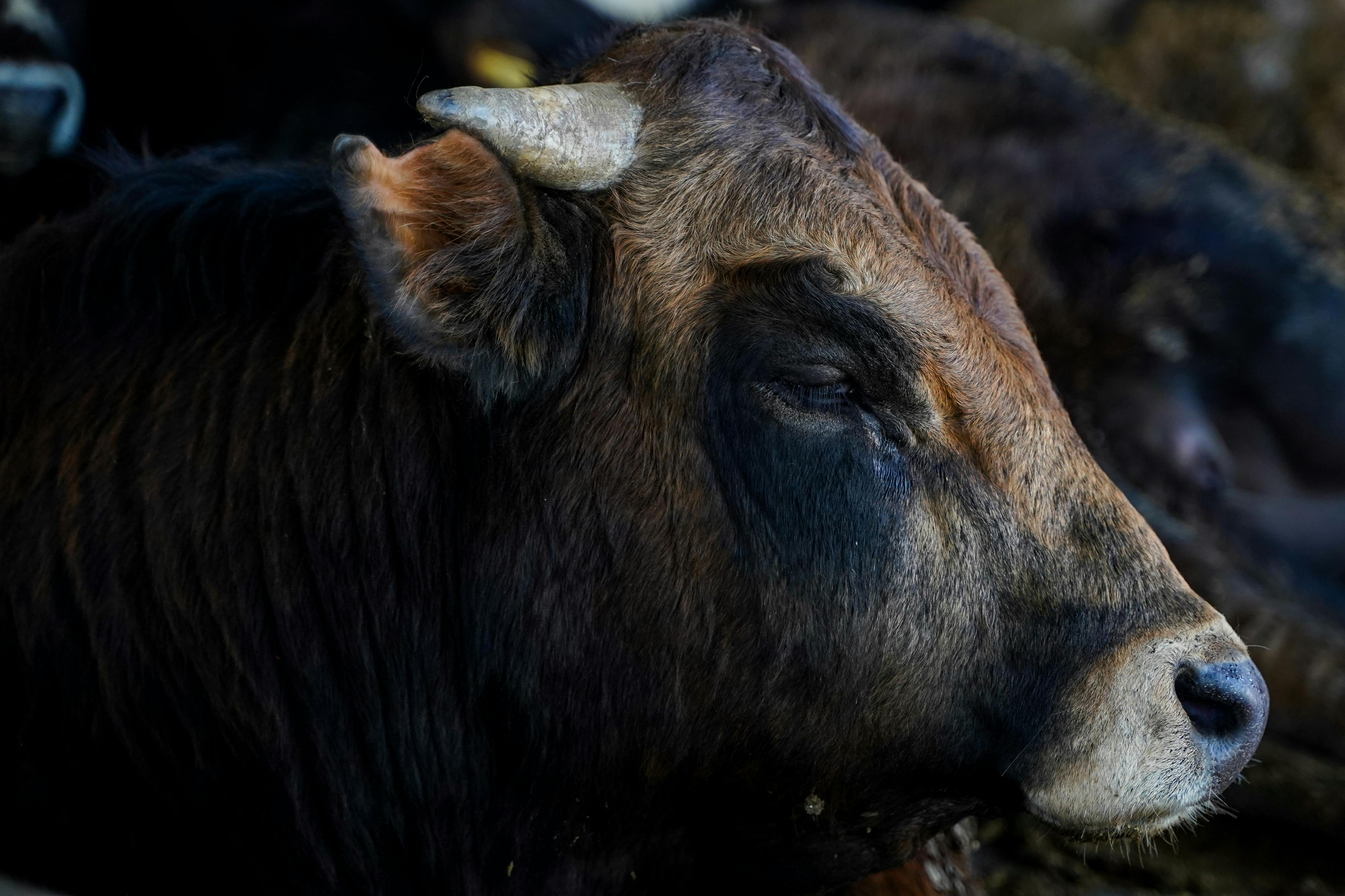 Gratuit Photos gratuites de @extérieur, agricole, agriculture Photos