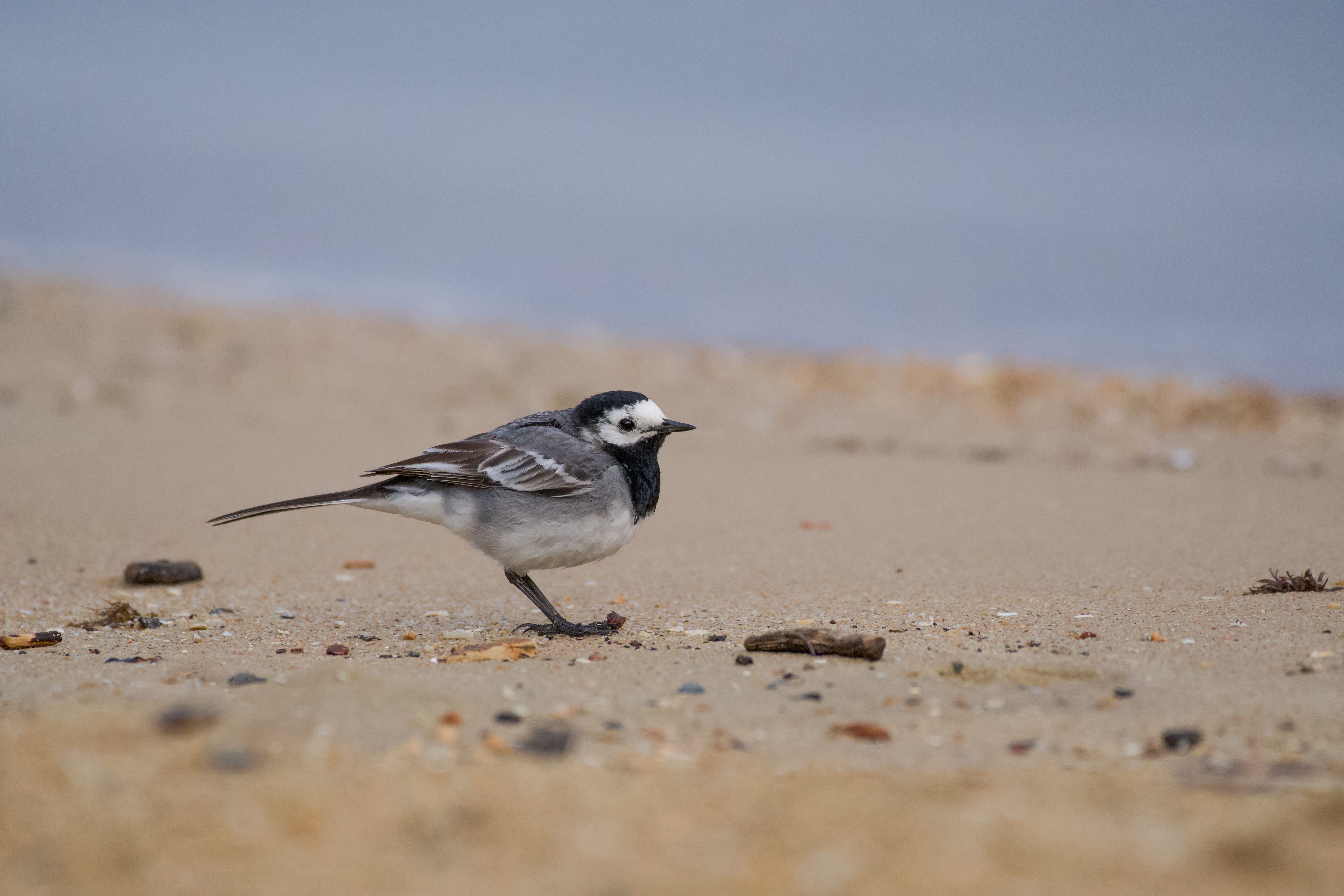 White Wagtail Bird Standing on Beach Sand · Free Stock Photo