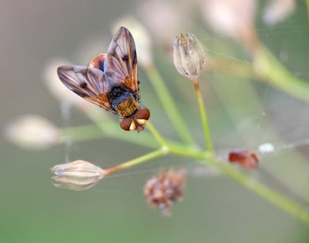 Macro shot of a fly perched on a plant stem capturing intricate details of nature.