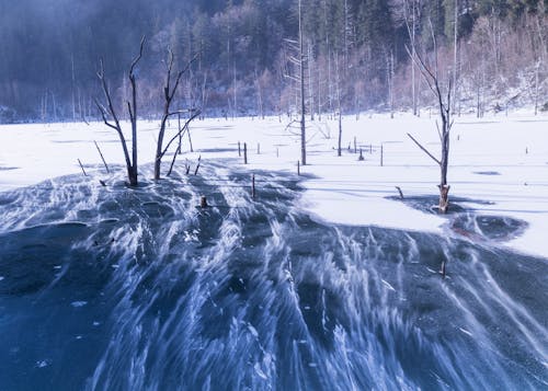 Ice around Trees in Winter