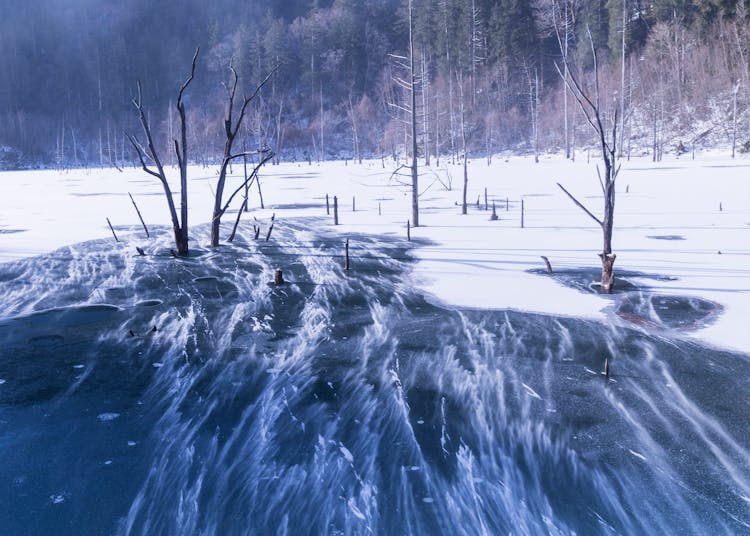 Ice Around Trees In Winter