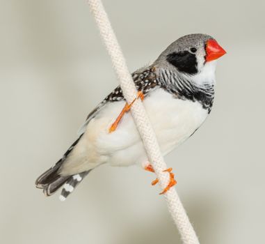 An Australian zebra finch perching on a rope, captured in vivid detail.