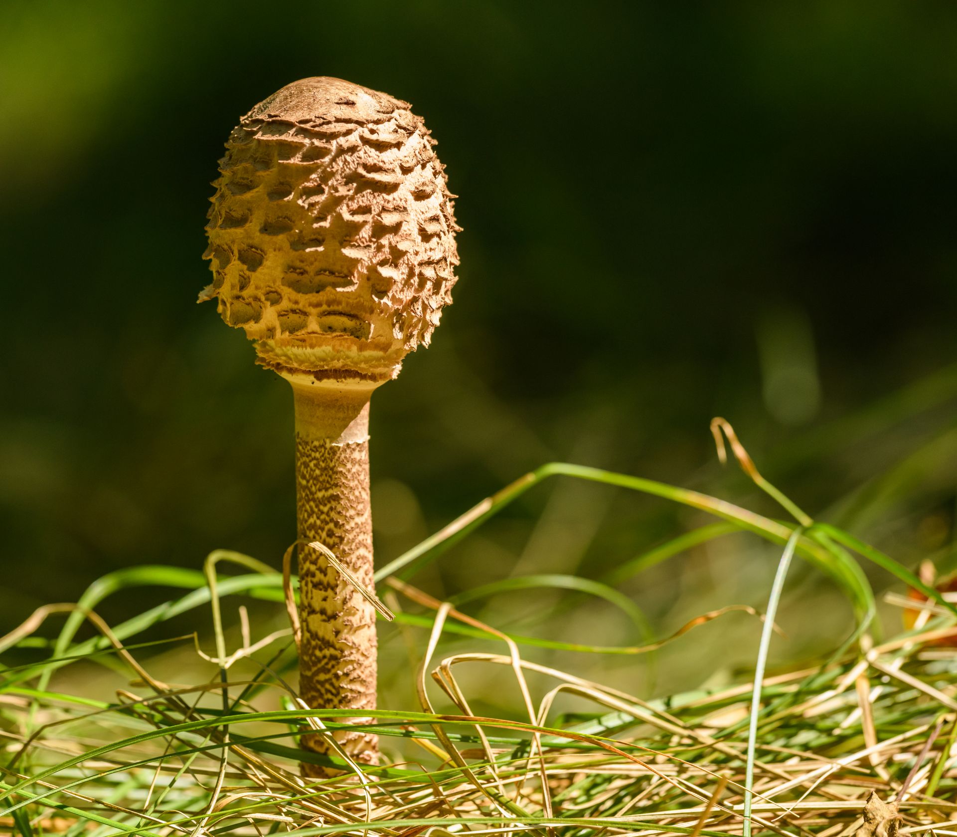Detailed view of a young parasol mushroom (Macrolepiota procera) growing in grass under sunlight.