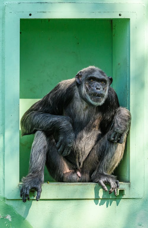 Gratis lagerfoto af abe, chimpanse, dyrefotografering
