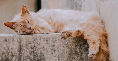 Free A fluffy ginger cat peacefully sleeping on an old stone wall in La Valeta, Malta. Stock Photo
