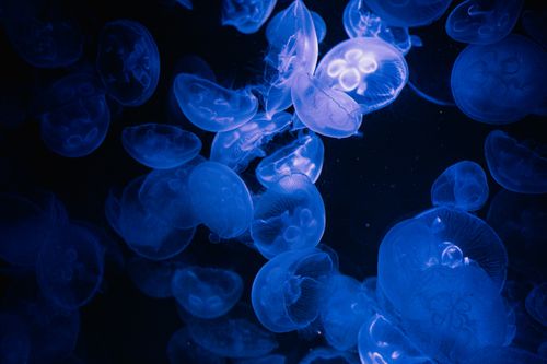 Free Captivating image of glowing blue jellyfish floating in a serene underwater environment. Stock Photo