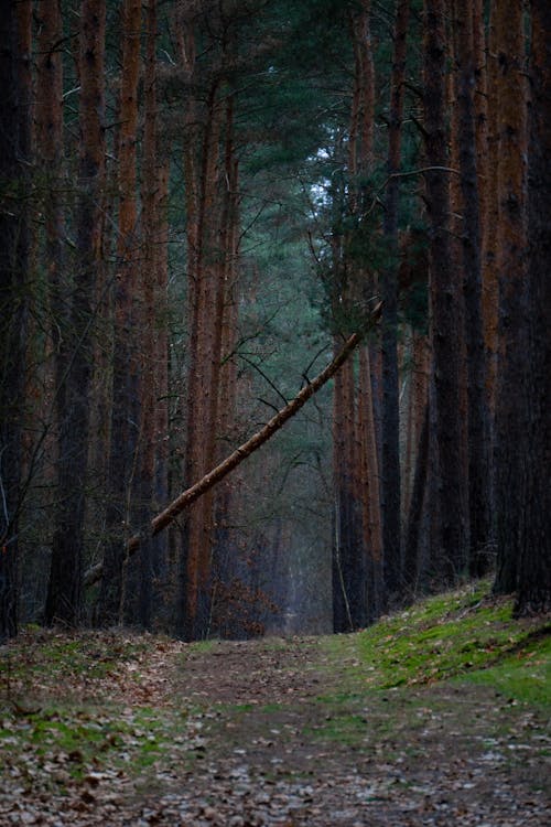 Kostenloses Stock Foto zu bäume, dunkel, fußweg