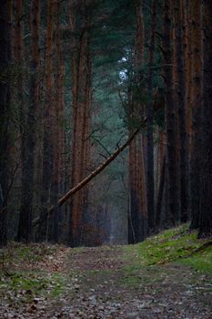A peaceful forest path surrounded by tall trees and a fallen log, capturing the essence of wilderness.