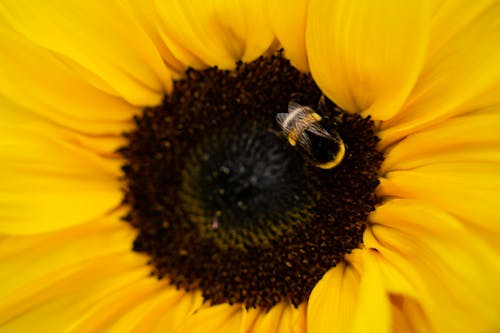 Kostenloses Stock Foto zu blume, gelb, hummel