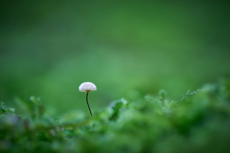 Small Mushroom Growing In Grass