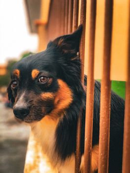 Dog photos